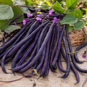 Haricot Grimpant Violet Mélissa - 20 m